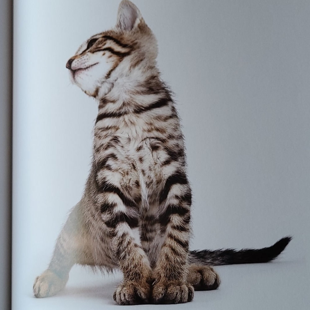 Book "Shelter Cats" by Michael Kloth - Picture 9 of 12